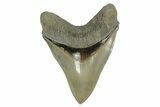 Serrated, Fossil Megalodon Tooth - Collector Quality Meg #238954-1